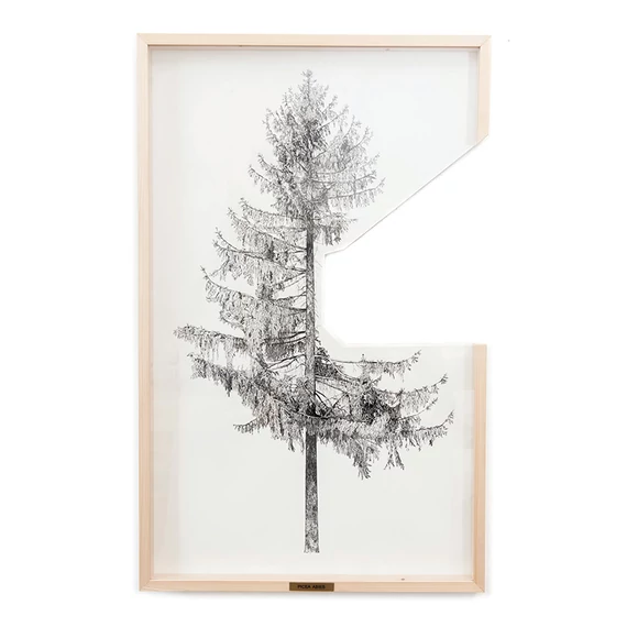 Gosztola Kitti, Picea abies képeslap