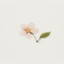 Kép 2/5 - Appree préselt virág hatású matrica - cseresznyefa virág