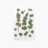 Kép 1/6 - Appree préselt virág hatású matrica - eukaliptusz