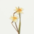 Kép 3/6 - Appree préselt virág hatású matrica - nárcisz