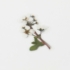 Kép 2/4 - Appree préselt virág hatású matrica - szilvalevelű gyöngyvessző