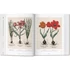 Kép 3/7 - Basilius Besler. Florilegium. The Book of Plants 2