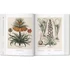 Kép 4/7 - Basilius Besler. Florilegium. The Book of Plants 3