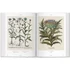 Kép 5/7 - Basilius Besler. Florilegium. The Book of Plants 4