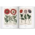 Kép 6/7 - Basilius Besler. Florilegium. The Book of Plants 5